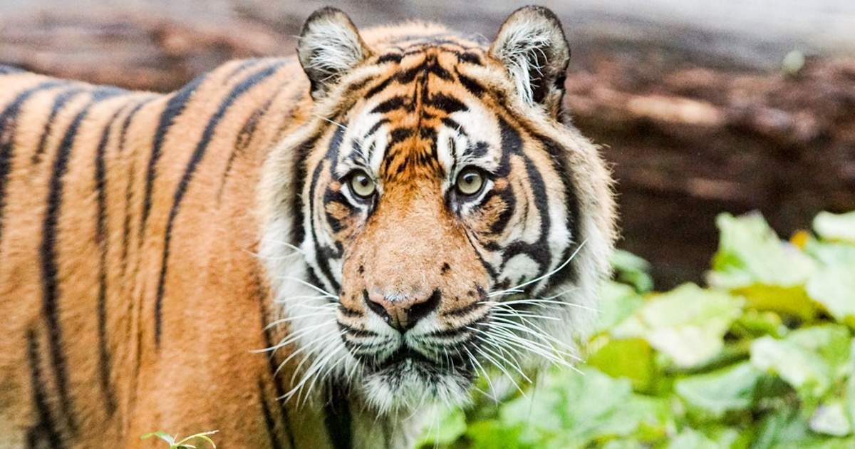 ZSLロンドン動物園チケット|